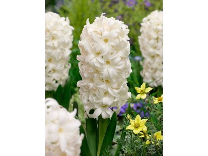 hyacinthus orientalis carnegie 34