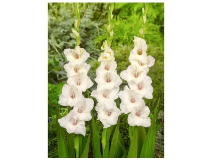 gladiolus white prosperity fa 5