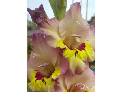 gladiolus 1