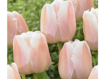 Apricot Pride