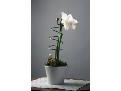 Amaryllis white 5