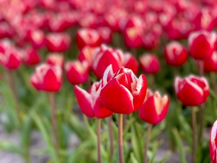 LEEN VAN DER MARK - ČERVENOBÍLÝ TULIPÁN (Množství cibulek v jednom balení 5 ks)