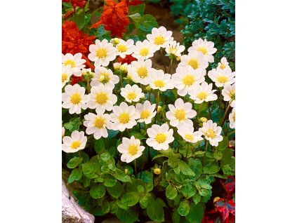 image00017