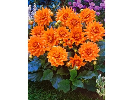 image00015