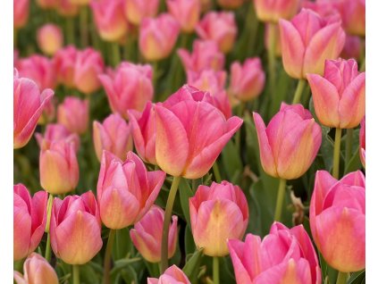TOM POUCE - RŮŽOVÝ TULIPÁN