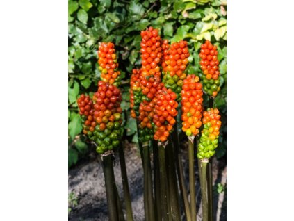 produkt