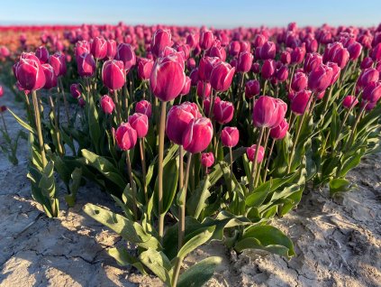 OUTLOOK - RŮŽOVO BÍLÝ TULIPÁN (Množství cibulek v jednom balení 5 ks)