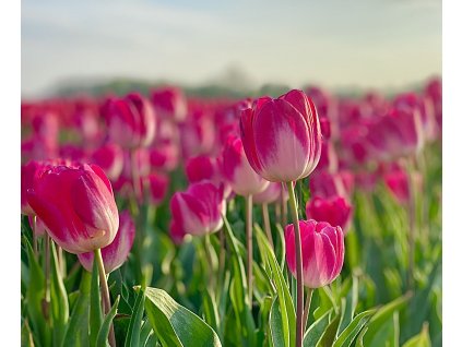 MELANIJA - FIALOVO-BÍLÝ TULIPÁN