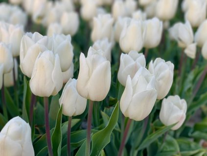WHITE MARVEL - BÍLÝ TULIPÁN