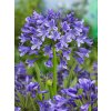 AGAPANTHUS BLUE - AFRICKÁ MODRÁ LILIE