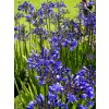 AGAPANTHUS BLUE - AFRICKÁ MODRÁ LILIE