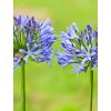 AGAPANTHUS BLUE - AFRICKÁ MODRÁ LILIE
