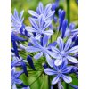 AGAPANTHUS BLUE - AFRICKÁ MODRÁ LILIE