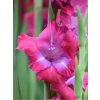 LUMIERE - TMAVĚ RŮŽOVÉ - GLADOLY (Množství cibulek v jednom balení 5 ks)