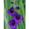 PURPURE FLORA - FIALOVÉ GLADOLY (Množství cibulek v jednom balení 5 ks)