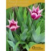 CLAUDIA - FIALOVO BÍLÝ  TULIPÁN (Množství cibulek v jednom balení 5 ks)