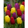 MIX - BAREVNÉ TULIPÁNY (Množství cibulek v jednom balení 5 ks)
