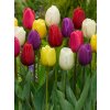 MIX - BAREVNÉ TULIPÁNY (Množství cibulek v jednom balení 5 ks)
