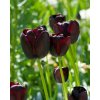 tulipa queen of night2