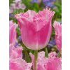 tulipa fancy frills 10