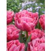 AVEYRON - RŮŽOVÝ TULIPÁN (Množství cibulek v jednom balení 5 ks)