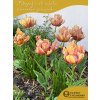 CALLAHAN - OBŘÍ TULIPÁN (Množství cibulek v jednom balení 5 ks)