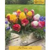 ICE CREAM MIX - TULIPÁNY (Množství cibulek v jednom balení 5 ks)
