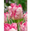 SILVER PARROT - PAPOUŠKOVITÝ RŮŽOVÝ TULIPÁN (Množství cibulek v jednom balení 5 ks)