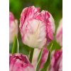 SILVER PARROT - PAPOUŠKOVITÝ RŮŽOVÝ TULIPÁN (Množství cibulek v jednom balení 5 ks)