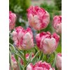 SILVER PARROT - PAPOUŠKOVITÝ RŮŽOVÝ TULIPÁN (Množství cibulek v jednom balení 5 ks)