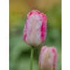 SILVER PARROT - PAPOUŠKOVITÝ RŮŽOVÝ TULIPÁN (Množství cibulek v jednom balení 5 ks)