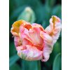SILVER PARROT - PAPOUŠKOVITÝ RŮŽOVÝ TULIPÁN (Množství cibulek v jednom balení 5 ks)