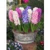 hyacinthus orientalis mixed container 6