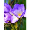 BLUE SINGLE - MODRO FIALOVÁ- FRÉZIE (Množství cibulek v jednom balení 50 ks)
