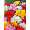 freesia double mixed 1 3