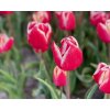 LEEN VAN DER MARK - ČERVENOBÍLÝ TULIPÁN (Množství cibulek v jednom balení 5 ks)
