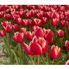 LEEN VAN DER MARK - ČERVENOBÍLÝ TULIPÁN (Množství cibulek v jednom balení 5 ks)