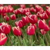 LEEN VAN DER MARK - ČERVENOBÍLÝ TULIPÁN (Množství cibulek v jednom balení 5 ks)