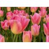 TOM POUCE - RŮŽOVÝ TULIPÁN (Množství cibulek v jednom balení 5 ks)