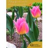 TOM POUCE - RŮŽOVÝ TULIPÁN (Množství cibulek v jednom balení 5 ks)
