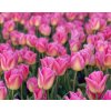 TOM POUCE - RŮŽOVÝ TULIPÁN (Množství cibulek v jednom balení 5 ks)