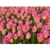 TOM POUCE - RŮŽOVÝ TULIPÁN (Množství cibulek v jednom balení 5 ks)