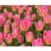 TOM POUCE - RŮŽOVÝ TULIPÁN (Množství cibulek v jednom balení 5 ks)