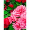 MIX - BAREVNÉ BEGONIE