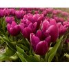 PARROT PRINCE - DVOJITĚ FIALOVÝ TULIPÁN (Množství cibulek v jednom balení 5 ks)