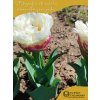 ICE CREAM - RŮŽOVO BÍLÝ TULIPÁN (Množství cibulek v jednom balení 5 ks)