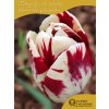 GRAND PERFECTION - BÍLO ČERVENÝ TULIPÁN (Množství cibulek v jednom balení 5 ks)