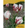 CARNEVAL DE RIO - ČERVENO BÍLÝ  TULIPÁN (Množství cibulek v jednom balení 5 ks)