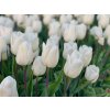 WHITE MARVEL - BÍLÝ TULIPÁN (Množství cibulek v jednom balení 5 ks)