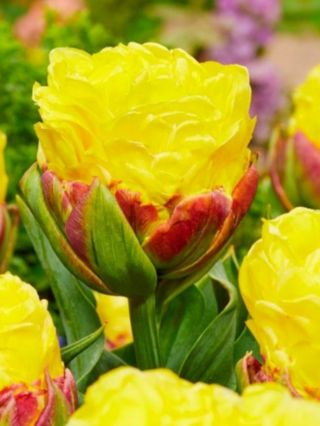 💛🍦ICE CREAM - ŽLUTO ČERVENÝ TULIPÁN💛🍦 Ice Cream patří mezi odrůdy, které zaujmou svou barvou i elegantním tvarem květu. Na...